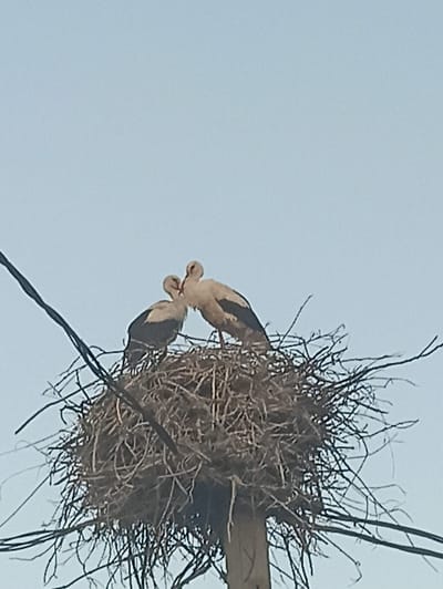 Two storks are perched in a large nest made of twigs and branches, which is situated atop a wooden pole. The storks are facing each other, with their beaks touching, suggesting a courtship or feeding interaction. The background is a pale blue sky. The nest appears to be located near a power line, as a dark wire is visible in the foreground, running diagonally across the image. This scene is likely in a rural area, given the presence of a nest on a pole and the natural setting.