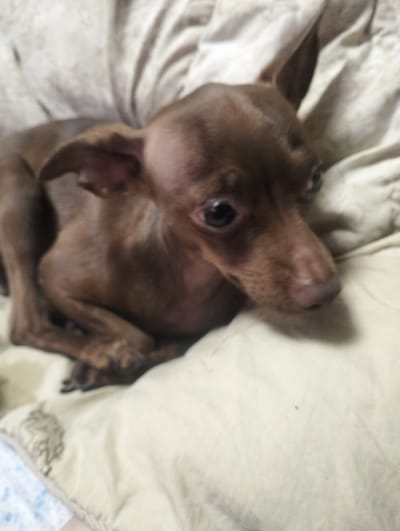 An over-the-shoulder, close-up, full-body shot shows a small, brown Miniature Pinscher dog lying down on a beige, textured surface. The dog is oriented from left to right, with its head to the right. Its ears are pointed upwards. The dog's eyes are open and looking forward, and its nose is slightly damp and appears pinkish-brown. The dog is curled up on its side. The background is soft and blurred, with folds and creases in the material it is lying on. The lighting is soft and diffused, suggesting an indoor setting. There is no visible indication of the location being in the city of Зюзино, Russia.