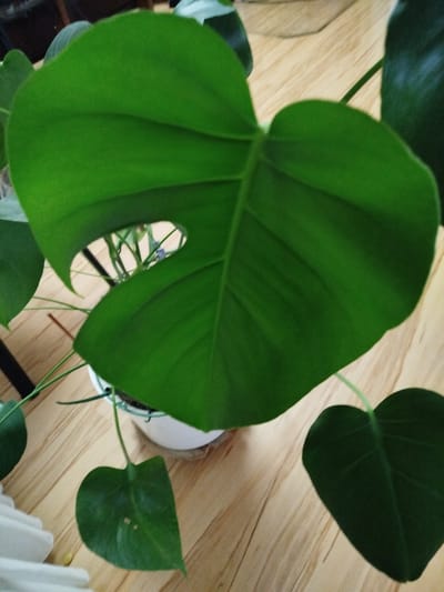 This is a close-up, eye-level, overhead shot of a healthy green Monstera plant situated indoors. The plant is in a white pot and resting on a light-colored wooden floor with visible grain. Several large, heart-shaped leaves dominate the frame, one of which has a characteristic fenestration (split or hole). The lighting is natural and somewhat diffused, casting soft shadows. The background is blurred, but hints of other greenery and a dark object, possibly furniture, can be discerned. The image composition focuses on the plant's foliage and its immediate surroundings. There are no people present in the image, and no discernible action is taking place. The specific location within Borken, Germany cannot be determined from the visual information provided.