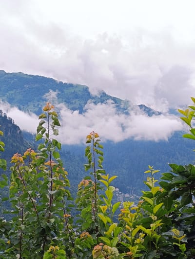 The image depicts a lush, mountainous landscape with a cloudy sky. In the foreground, several young trees with vibrant green and reddish-yellow leaves are prominent. These trees are positioned in the lower half of the frame, obscuring the background to some extent.
Behind the trees, a dense, verdant mountain slope is visible, covered with a thick forest. The mid-ground is characterized by layers of mountains receding into the distance, with patches of clouds hovering around their peaks and slopes. The upper portion of the image is dominated by a dramatic sky filled with heavy, textured clouds.
In the far distance, nestled in a valley between the mountains, a small settlement with buildings can be observed, suggesting a human presence. The overall atmosphere is one of natural beauty and tranquility, typical of a mountainous region in India. The location is identified as Siyal, India.