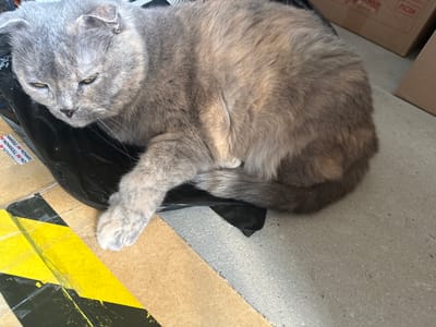 A medium-shot, eye-level photograph shows a gray and beige Scottish Fold cat lying on a black plastic bag, which rests on cardboard boxes. The cat is positioned in the lower left quadrant of the image, facing left with its head turned towards the viewer. Its ears are folded down, characteristic of the breed, and its eyes are open, appearing a yellowish-green. The cat's fur is a mix of gray, beige, and some darker tabby markings. Its front paws are tucked beneath its body, and its hind legs are bent. A portion of the cat's tail is visible, curled around its body.
The black plastic bag the cat is on has some white text on it, possibly from packaging. To the left of the cat and bag, there is a cardboard box with bright yellow and black hazard tape. Behind the cat and boxes, in the upper right quadrant of the image, two brown cardboard boxes are visible. The floor appears to be a concrete surface. The lighting suggests an outdoor or well-lit indoor environment. No people or animals other than the cat are present in the image. The context of Zui, Russia, is not visually discernible from the provided image.