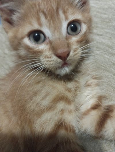 This is a close-up, eye-level, vertical, medium shot of a young, ginger tabby kitten. The kitten is looking directly at the camera with large, light grey eyes, which are slightly dilated. Its fur is a soft, light orange with darker ginger stripes, particularly visible on its chest and face. The kitten's nose is a soft pink, and its mouth is slightly open, revealing a small pink tongue. Its whiskers are long and white, fanning out from its muzzle. The kitten appears to be lying on a textured, beige surface, possibly a blanket or upholstery. The lighting is soft and diffused, suggesting an indoor setting during the day. The kitten's expression is one of curiosity and perhaps a hint of playfulness. There is no visible text in the image. The location context provided is Voroshylivka, Ukraine.