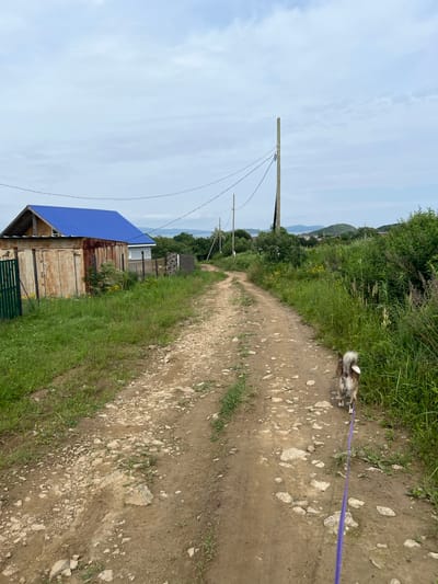 A dog on a purple leash walks away from the camera down a dirt road. The dog is tan and white and appears to be a medium-sized breed. The road is lined with tall green grass and other vegetation. In the background, there is a small house with a bright blue roof and a rusty metal shed. Further in the distance, there are hills and trees. The sky is overcast and the overall scene appears to be rural. This scene is located in Reineke, Russia.