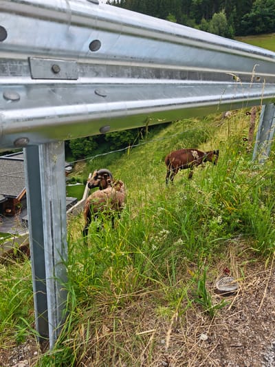 This image shows a rural scene in Filzen, Austria, characterized by a metallic guardrail in the foreground, separating a grassy hillside from a road. Two brown-colored sheep with dark horns are grazing on the hillside, partially obscured by tall grass and wildflowers. In the background, there are buildings with dark roofs, suggesting a residential area or farm. Further up the hill, a dense forest is visible. The overall impression is a natural landscape with human infrastructure.