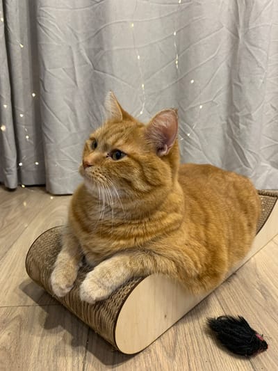 An orange tabby cat is resting on a corrugated cardboard scratching pad. The cat is lying down, with its front paws extended. A small, black toy mouse is on the wooden floor next to the scratching pad. In the background, a light-colored curtain is draped, with a string of small, warm-toned lights woven through it. The floor appears to be made of light-colored wood planks. The setting suggests an indoor environment, possibly a home. The location is not specified in the image.