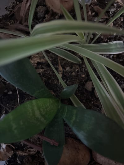 An overhead, close-up shot focuses on a section of a potted plant with dark soil. The prominent features are the leaves of two different plants. In the foreground, a dark green succulent-like plant with thick, elongated leaves is visible. Some of these leaves display lighter green, mottled patterns. A small, reddish-brown plastic plant support stake is partially visible emerging from the soil between two of the succulent leaves. In the background, the striped leaves of a spider plant, characterized by their long, arching shape and green and white variegation, dominate the upper portion of the image, obscuring a portion of the soil. The overall impression is one of indoor plant cultivation.
