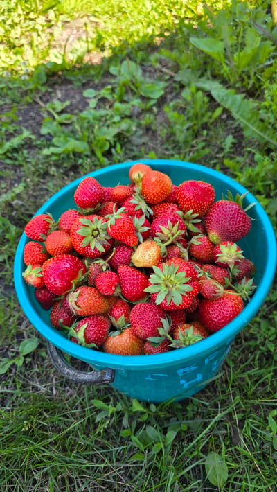 A teal plastic bucket overflows with ripe strawberries, sitting on a patch of grass and dirt. The strawberries are a vibrant red, with some showing lighter orange hues, indicating varying degrees of ripeness. Green leafy tops are visible on many of the fruits. The bucket has a dark grey plastic handle attached to its rim. The background consists of green grass and foliage, suggesting an outdoor, possibly a garden or yard setting, in Старошареево, Russia. The lighting suggests it is daytime.