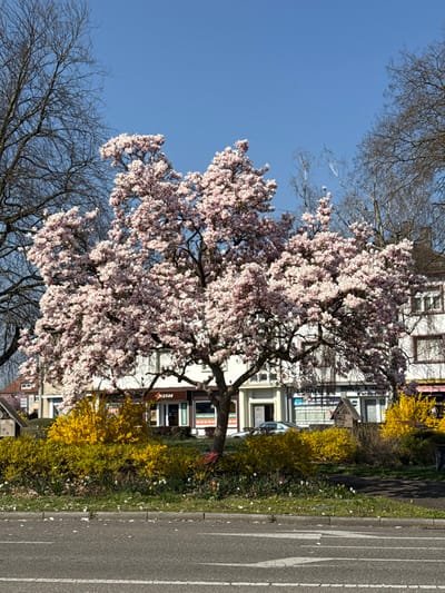 The image depicts a vibrant spring urban landscape in Haguenau, France. A large, mature magnolia tree, covered in abundant light pink to white blossoms, dominates the central midground. Its dark brown trunk and branches are visible beneath the dense canopy of flowers.
In the immediate foreground, a grey asphalt road with faint white directional arrows and a solid white line occupies the bottom portion of the frame. This road is bordered by a concrete curb, beyond which lies a landscaped median. This median features dense clusters of bright yellow flowering shrubs, likely Forsythia, flanking the magnolia tree. Green grass with scattered small white and orange-tipped flowers (consistent with early spring bulbs) grows among the shrubs. A small, dark brown, multi-level structure resembling a birdhouse is situated within the yellow shrubs on the right side of the median.
In the background, behind the magnolia and shrubs, a row of multi-story buildings with light-colored facades is visible under a clear, intense blue sky. Ground-floor businesses with visible signage, including "Pizzas" and "Cabinet d'Optique," line the street. A dark-colored sedan is partially visible parked near the buildings on the right side. Bare deciduous trees with dark, intricate branches frame the scene on the far left and right against the sky, indicating an early spring season. The scene is brightly illuminated by direct sunlight, casting minimal shadows. No individuals or discernable actions are present in the frame.