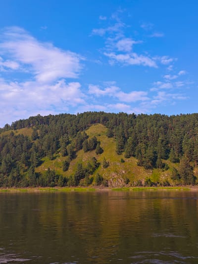 A serene, vertical, full shot captures the expansive Yenisei River flowing in front of a lush, pine-covered hillside under a bright blue sky dotted with white clouds. The river occupies the bottom half of the frame, its surface reflecting the colors of the sky and the distant vegetation. The hillside, densely populated with tall pine trees, slopes gently upwards and dominates the upper half of the image. The terrain is varied, with patches of exposed rock and green grass interspersed amongst the trees. The sky is a clear, vibrant blue, with soft, scattered clouds adding texture and depth. The scene appears tranquil and untouched, suggesting a natural, remote landscape. The location is identified as Beregovaya-Podemnaya, Russia.