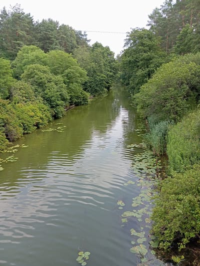 The image shows a canal or narrow river surrounded by dense, green foliage. The water is a murky green color, with ripples on its surface. Lily pads are visible in various clusters on the water. The banks of the waterway are lined with trees and bushes, with taller pine trees forming a backdrop in some areas. A single dark electrical wire is strung across the top portion of the image, disappearing into the trees. The overall scene depicts a natural waterway in a lush, wooded environment, likely in the town of Płaska, Poland.