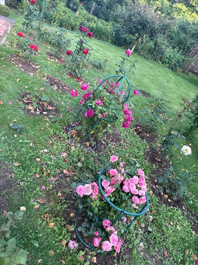 The image depicts an outdoor garden scene in Yukki, Russia, characterized by numerous rose bushes in bloom. The roses are primarily in shades of pink and red, with some exhibiting a deeper magenta hue. Several of the rose bushes are supported by green metal trellises or cages. The ground is covered with a mixture of grass, soil, fallen leaves, and scattered rose petals. In the background, there is a lawn area, trees, and foliage, suggesting a natural or park-like setting. The overall impression is that of a well-maintained garden in the process of natural decay, evidenced by the fallen leaves and petals. There are no people or animals visible in the image. The lighting suggests it is daytime, possibly late afternoon given the slight shadow cast by the trees.