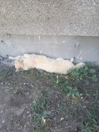 A light-colored cat is sprawled out on its back on a patch of dirt and grass. The cat is positioned horizontally in the frame, with its head turned to the left and its legs extended upwards. The cat's fur is a uniform pale color with some faint orange tabby markings visible. Its eyes are closed, suggesting it is sleeping or resting. The cat is lying next to a rough, textured concrete structure that appears to be a wall or the base of a building. The ground is a mix of soil, small stones, and dry grass, with some green vegetation growing around it. The overall scene suggests an outdoor environment, possibly in a neglected or undeveloped area of Ryabichev, Russia. The lighting indicates it is daytime.