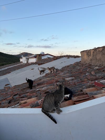 The image depicts a rooftop scene in Loulé, Portugal, at dusk. Several cats are present on the aged, terracotta-tiled roof. In the foreground, a tabby cat is perched on a white ledge, facing away from the camera and looking towards the roof. Behind it, a black and white cat is partially visible. Further up the roof, a solid black cat stands alert, facing left. Several other cats, appearing to be tabby and grey, are scattered across the rooftop in various poses, some walking and others standing. In the background, a cluster of white buildings with red-tiled roofs, typical of Portuguese architecture, are visible, nestled against a backdrop of tree-covered hills under a pale blue sky with soft clouds. Power lines are strung across the upper portion of the frame. The overall impression is of a quiet, rural or semi-rural setting in Loulé.