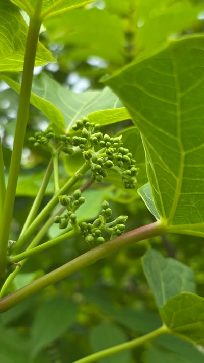 A close-up photograph depicts a cluster of green plant buds and stems. The buds are tightly packed, suggesting an early stage of development. A large green leaf partially covers the top left corner of the image. The stems are smooth and mostly green, with one stem displaying reddish hues. The background is blurred, but hints of more green foliage are visible. The location is Pante Aree, Indonesia.