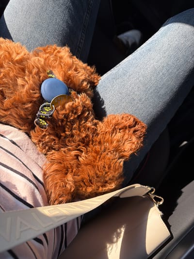 An overhead shot shows a small, fluffy, ginger-colored dog resting on a person's lap in a car. The person is wearing light blue jeans and a striped shirt. A white purse with a textured strap featuring the word "VALENTINO" is visible in the foreground. The dog is wearing a collar with a blue tag and a smaller yellow tag. Sunlight streams into the car, casting shadows and highlighting the dog's fur and the textures of the clothing and purse. The car's interior is visible in the background, with a glimpse of another person's legs wearing white shoes.