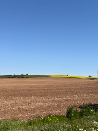 The image shows a field in Umarevtsi, Bulgaria. The field is brown, freshly plowed soil. To the right edge of the field, a strip of green grass and weeds grows, with small yellow and white flowers scattered throughout. A narrow strip of yellow flowers, possibly rapeseed, runs along the edge of the field, separating it from the sky. Power lines and utility poles are sparsely placed within the field. The sky above is a clear, bright blue.