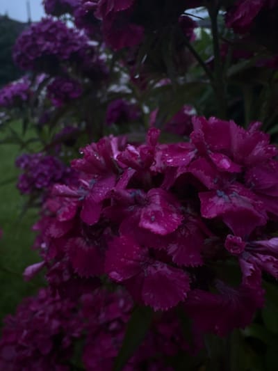 A close-up, low-angle shot captures a cluster of vibrant fuchsia flowers, possibly dianthus, adorned with water droplets, suggesting recent rainfall. The flowers, with their serrated petal edges, are the primary focus, their rich color contrasting with the dark, out-of-focus foliage in the background. The scene appears to be outdoors, with the soft, diffused light hinting at an overcast or twilight setting. The location in Shebarshino, Russia, places this natural scene within a rural or suburban context, likely a garden or park. No people or animals are visible. The image is still and focuses solely on the botanical subject.