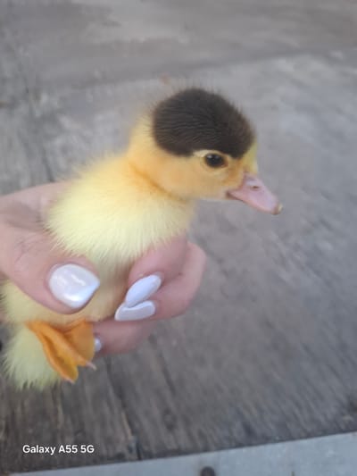 A person is holding a yellow duckling with a brown patch on its head. The duckling is looking upwards. The person's fingers with white nail polish are visible. The background appears to be a wooden or concrete surface. "Galaxy A55 5G" is printed on the bottom right of the image. It's not possible to determine the location in Heraklion Municipal Unit, Greece from the image.