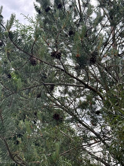 The image shows a close-up view of pine tree branches laden with pinecones, set against an overcast sky. The pine needles are a deep green, and several brown pinecones are visible throughout the branches, some appearing fully formed and others in earlier stages of development. The branches are intertwined, creating a dense canopy effect. The background is a pale, featureless sky. The scene is consistent with a natural environment, possibly a park or forest area. There are no people or man-made structures visible in the image. The location in Kommolovo, Russia is not visually evident from the image itself.