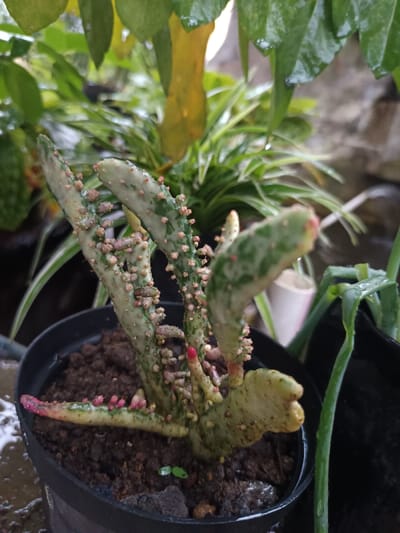 A variegated succulent plant, possibly a type of *Opuntia*, is centered in a black plastic pot, located outdoors in Limbangan Sari, Indonesia. The plant exhibits mottled light green and cream-colored segments, densely covered in numerous small, pinkish-red glochids or spines. A single, distinct bright red tip is visible on one lower segment. Water droplets are present on the plant's surfaces and on the surrounding foliage, indicating a wet environment. The pot contains dark brown soil, from which a small green seedling is emerging at the base of the main plant. In the blurred background, lush green foliage is visible, including broad leaves overhead and a striped green and white plant (likely *Chlorophytum comosum*). To the right, a second dark pot contains a plant with slender green stalks, also appearing wet. The ground immediately surrounding the main pot is damp. No individuals are present in the scene.