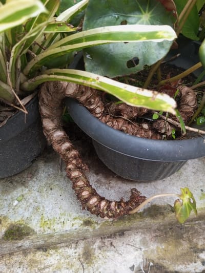 The scene depicts a close-up, ground-level view of plants in black plastic pots resting on a grey concrete surface in the city of Pandaria, India. A prominent, segmented rhizome or thick aerial root, reddish-brown and approximately 40 centimeters in length, extends horizontally from a plant in the left pot. This root structure exhibits numerous distinct, raised nodes or scars. It curves downwards, passing over the rim of a second black plastic pot on the right, and continues along the concrete. A single, pale green, somewhat curled leaf with perforations emerges from the distal end of this root via a thin petiole. The plant in the left pot features multiple long, variegated leaves with green centers and white or cream margins. The right pot contains soil, from which a large, dark green leaf with a radiating vein pattern and several circular holes is visible, along with small green sprouts. The concrete surface shows patches of green moss or algae. No individuals are present.