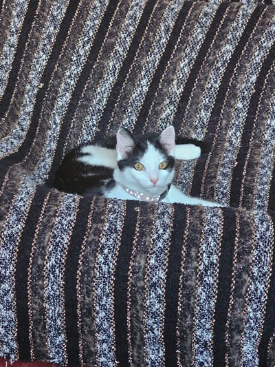 A black and white cat is positioned between the folds of a horizontally striped fabric. The fabric alternates between dark stripes and lighter, textured stripes. The cat's head is tilted upwards, with its yellow eyes looking towards the viewer. It wears a pink collar with white markings. The location information, Holywell, United Kingdom, is not discernible from the visual elements of the image.