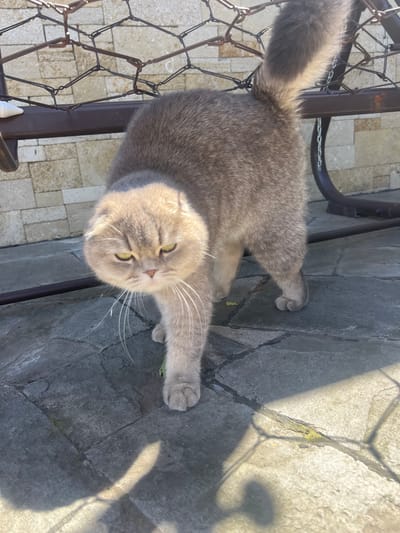 A Scottish Fold cat with grey fur and yellow eyes walks on a stone-paved patio in Dzerzhinskoye, Moldova. The cat is in the foreground, facing the camera with its head tilted down. Behind the cat, there is a metal swing set and a stone wall. The sun is casting shadows on the patio.