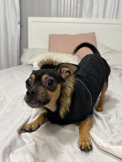A small, black and tan chihuahua mix wears a black puffer coat with a faux fur trim. The dog lies on its back on a white bed with a wrinkled duvet cover. It stares directly at the camera, its large eyes prominent. A pink pillow is visible in the background to the left, and a white piece of furniture is at the edge of the frame.