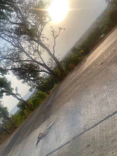 A sun-drenched scene captured from a low angle shows trees with Spanish moss, silhouetted against a bright sky. Power lines stretch across the horizon. A gray, cracked road dominates the top half of the image, contrasting with the natural landscape. Green foliage borders the road, adding depth. The orientation of the shot is rotated, with the sky appearing near the left edge and the road dominating the right.