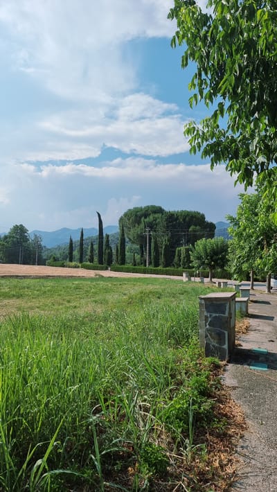 The image depicts a serene rural landscape under a bright blue sky with scattered white clouds. In the foreground, lush green grass fills the lower half of the frame, with a textured concrete path and stone structures to the right. Beyond the grassy field, a field of harvested crops, appearing golden brown, stretches across the mid-ground. A line of tall, slender cypress trees stands prominently, interspersed with a variety of other green trees and foliage. In the distance, rolling hills or mountains are visible, receding into a hazy blue horizon. The overall scene suggests a peaceful, sunlit day in a countryside setting, with no individuals or animals present. The location is described as Llocalou, Spain.