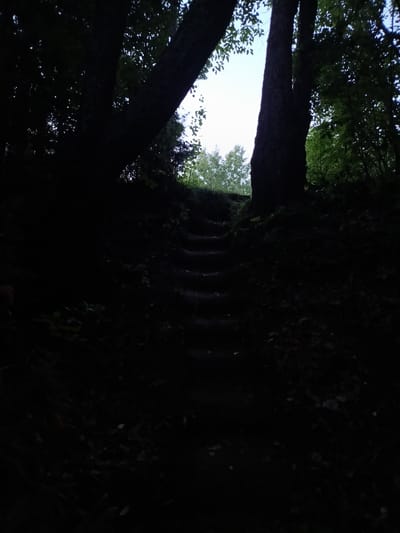 The image depicts a dark, forested area with a set of crude steps ascending a slight incline. Large trees, silhouetted against a bright sky, frame the scene. The foliage is dense, and the ground is covered in leaves and organic debris. The overall impression is one of an unkempt, natural path leading upwards. The specific location in the city of Gory, Russia, is not discernable from the visual information alone. There are no people or specific activities captured in the image.