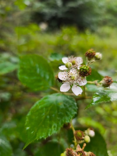 The image shows a close-up of white blackberry flowers, some with water droplets on their petals, against a blurred green background of foliage. There are also developing green berries and dried sepals visible. The scene is outdoors in a natural setting. No people are present, and no specific location in Choceň, Czechia, can be identified from the image alone.