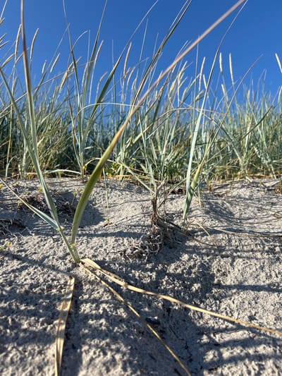 This is a close-up, low-angle photograph of dune grasses growing in sandy soil. The foreground is dominated by coarse, light-colored sand with shadows cast by the blades of grass. Several blades of grass are prominently featured, some appearing green and healthy, while others are dry and straw-colored. In the mid-ground, the sandy terrain continues, dotted with small green shoots and clumps of dry, tangled plant matter. The background consists of a dense stand of tall, green dune grasses reaching towards a clear, bright blue sky. The scene is set on a sunny day, with the light illuminating the textures of the sand and the blades of grass. The location is Brøndby Strand, Denmark.