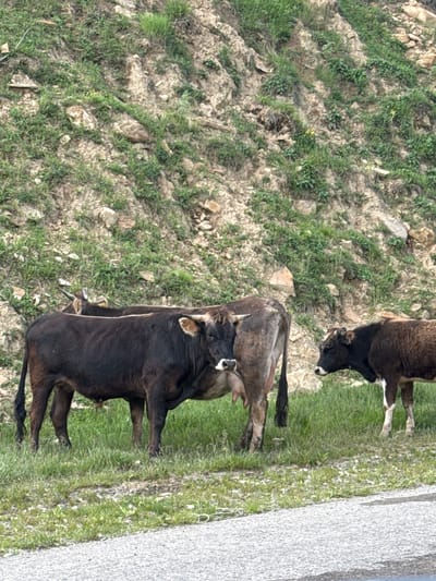 Three cows are standing on a grassy incline next to a road. The cow on the left is dark brown, and the cow in the center is lighter brown with a spotted pattern. The cow on the right is a smaller, dark brown and white calf. The background consists of a steep, rocky hillside covered in sparse green vegetation. The road in the foreground is paved with asphalt and appears to be wet. This scene is located in the village of Verkhnyaya Mara, Russia.