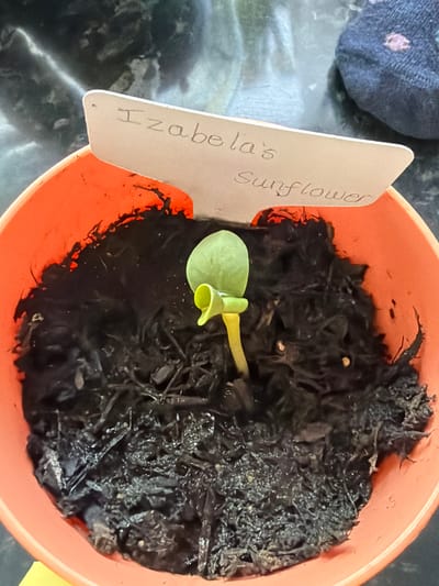 The scene depicts a close-up view of a single sunflower sprout in an orange plastic pot, located within a domestic setting in Bretton, United Kingdom. The young plant, identified by a handwritten white plant marker as "Izabela's Sunflower," features a light green cotyledon leaf structure atop a yellowish-green stem, emerging from dark, moist potting soil or mulch containing visible wood chips. The pot's interior rim shows residue from the soil. The background is out of focus, revealing a dark, mottled surface, likely a countertop, and a dark blue or grey patterned sock positioned in the upper right corner. No individuals are visible.