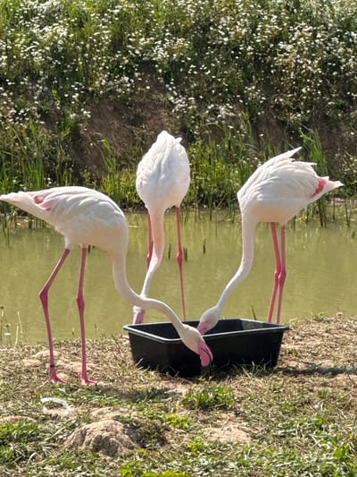 Three flamingos are gathered around a black feeding trough in a naturalistic environment. The flamingos are predominantly white with pink accents on their wings and bright pink legs and beaks. They are all in the process of eating or drinking from the trough. The ground around the trough is covered in dry grass and some small rocks. In the background, there is a body of calm, greenish water, and beyond that, a slope covered in dense green vegetation with numerous small white flowers. The overall lighting suggests a sunny day. There is no information about the city of Страдань, Russia, present in the image.
