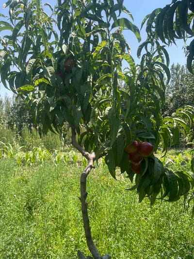 A vertical, medium shot captures a peach tree with ripe fruit in the foreground, set against a backdrop of a lush, green field and a clear blue sky. The tree, which appears to be young or dwarf, has a distinctive, gnarled trunk and branches laden with dark green leaves. Several ripe peaches, round and reddish-purple, are clustered on a branch in the lower right quadrant of the image, with more fruit partially obscured by leaves higher up on the tree.
The field in the middle ground is densely covered with green vegetation, possibly a mix of grass and clover, with occasional small purple flowers. Rows of young corn stalks are visible in the far middle ground, planted in a staggered pattern. In the background, a line of trees forms a natural boundary. The scene is bathed in bright daylight, suggesting a sunny day. The image does not contain any people or animals. The location is identified as a rural area, likely a farm or garden, in the vicinity of Жаңы-Абад, Kyrgyzstan.