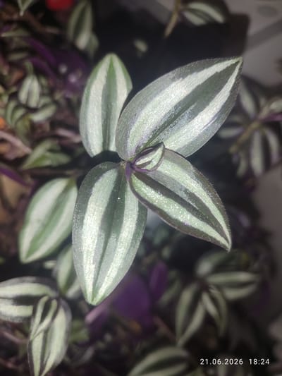 The image is a close-up, top-down view of a plant with distinctive striped leaves, primarily in shades of green and silver. The leaves are elongated and pointed, with darker purple undersides and a fuzzy texture. The background is dark and blurred, suggesting it is either a dimly lit environment or the focus is solely on the plant. In the lower right corner, a timestamp reads "21.06.2026 18:24". There are no people or discernible structures from Alatau, Kazakhstan visible in the image. The scene is of a botanical subject, possibly indoors given the lighting and the presence of a timestamp.