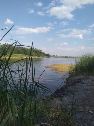 The image depicts a serene natural landscape near the city of Verbky, Ukraine. The scene is dominated by a calm body of water, likely a river or lake, reflecting the clear blue sky dotted with fluffy white clouds. Along the water's edge, lush green reeds and tall grasses create a natural border. In the foreground, a patch of water features yellowish algae, suggesting a shallow area. Further back, a dense line of trees forms a verdant backdrop. Several fishing rods are set up along the muddy bank, indicating that fishing is taking place. The overall impression is one of tranquility and a connection with nature, characteristic of a rural setting outside Verbky.