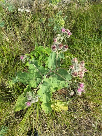 This media file captures a close-up view of a burdock plant with pinkish-purple flowers and spiky seed heads, surrounded by tall, dry grasses. The plant is the primary subject, showcasing its large, green leaves and the flowering stalks. The background consists of more grass and some dry, brown vegetation, suggesting an outdoor, natural setting.
The lighting indicates it is daytime, likely sunny, given the shadows and the brightness of the scene. The overall impression is one of a wild, uncultivated area. There are no people or discernible objects other than the plant and surrounding vegetation. The scene is static, with no activity taking place.
The location context of Saran city administration, Kazakhstan, places this image in a specific geographical region, likely indicating a natural or semi-natural area within or near administrative grounds. No text is visible in the image. The focus is solely on the botanical subject in its natural environment.