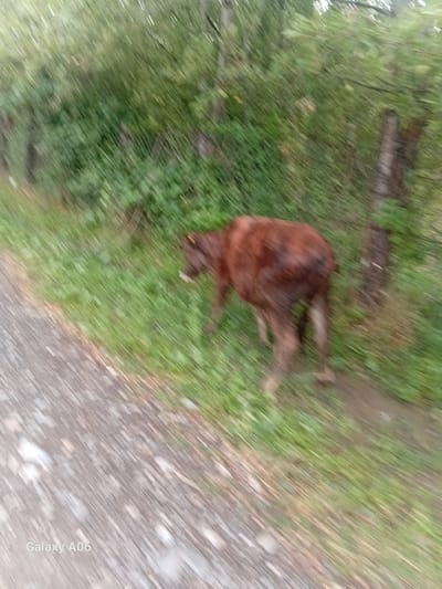 A brown cow is standing in a grassy area next to a gravel road. The cow is facing to the right of the frame, with its head slightly lowered. The cow is mostly brown in color with some lighter brown markings on its legs. The cow is wearing a yellow tag on its ear. The grassy area is green and appears to be uneven. The gravel road is a light gray color and appears to be wet. The background of the image consists of trees and foliage, which are blurred due to motion. The image appears to have been taken from a moving vehicle. There is a watermark on the bottom left corner of the image that reads "Galaxy A06". The location is Kojo-Aryk, Kyrgyzstan.