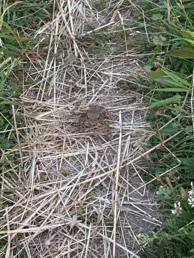 The image shows a close-up, top-down view of a spider on dry grass and greenery. The spider, which appears to be a crab spider due to its body shape and leg positioning, is mottled brown and grey, blending in with its surroundings. It is situated amidst a collection of dry, straw-like stalks, with patches of green grass and leaves visible around and beneath the dry material. The spider's legs are extended, suggesting it is either resting or actively hunting.
The scene is set outdoors, in what appears to be a natural or overgrown area. The lighting suggests it is daytime, and the absence of harsh shadows or strong contrasts indicates overcast or diffused light, possibly indicating a cloudy day or early morning/late afternoon. There are no discernible text elements within the image. The overall impression is one of camouflage and stillness in a natural environment.