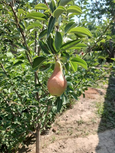 A ripe pear, tinged with pink and green, hangs from a branch of a young pear tree. The pear is the main subject, positioned slightly left of center. Its shape is characteristic of a pear, with a wider bottom tapering towards the stem. The tree's branches and leaves are visible around it, with the leaves being a vibrant green. The background consists of more greenery, likely other trees or shrubs, and a dirt path with sparse vegetation, suggestive of an outdoor, possibly rural or garden setting. The lighting indicates it is daytime, with sunlight casting shadows. The image appears to be taken in Urabashi, Uzbekistan, with the environment reflecting a typical Uzbek garden or orchard. There are no people or animals in the frame.