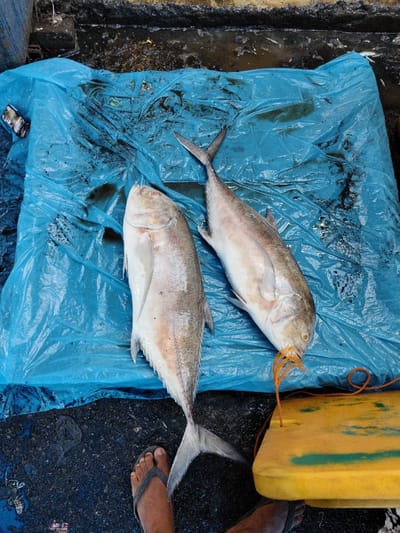 The scene, located in Tuha Gp Gajah, Indonesia, depicts two dead, silvery-grey fish, consistent with a trevally species, laid horizontally on a dirty, crumpled blue plastic sheet. The sheet is stained with dark smudges and contains scattered debris. The immediate surrounding ground is a dark, wet surface, likely concrete or asphalt, exhibiting puddles and minor refuse. To the right of the fish, a bright yellow object, appearing to be a cooler lid, is partially visible, with an orange rope threaded through it. The fish on the right has an orange string tangled around its mouth and gill area, connected to this rope. A pair of human feet, wearing grey flip-flops, are present in the lower left foreground, indicating the presence of an individual viewing the scene from a close vantage point. No other persons or active interactions are observed.