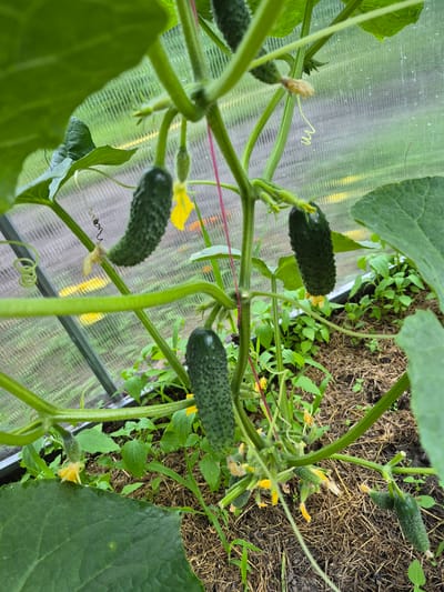 This image, captured in the city of Hlevakha, Ukraine, displays a healthy cucumber plant cultivated within a greenhouse or similar protective enclosure. Multiple green cucumbers, ranging from small developing fruits to larger, mature specimens with distinctly textured, bumpy skins, hang from robust green vines. The plant exhibits numerous vibrant yellow flowers, some in full bloom and others with withered petals. Characteristically coiled tendrils extend from the vines, demonstrating the plant's natural search for support, with one specific tendril showing a tightly wound spiral form.

The plant is rooted in dark brown soil, which is visibly covered with a layer of straw mulch. Smaller green volunteer plants or weeds are present around the base of the main plant. A dark, rectilinear edge suggests the plant may be situated within a raised bed or a large planter. A thin, reddish-pink string is visible, providing vertical support to one of the main cucumber vines. The background reveals translucent, vertically fluted polycarbonate or plastic sheeting, forming the walls of the structure. A dark-colored structural frame element is visible on the left side of the frame. Through the transparent panels, blurred green vegetation and distant yellow elements are faintly discernible outside the growing environment. No human presence is observed in the image.