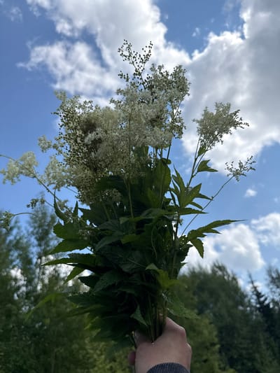 A hand holds a bouquet of white flowers and green leaves against a blue sky with white clouds. The flowers are small and clustered, with some appearing to be in bloom and others as seed heads. The leaves are serrated and a deep green. In the background, out of focus, is a line of trees. The image appears to be taken outdoors, possibly in a natural or rural setting. The location is specified as Липовая I, Russia.