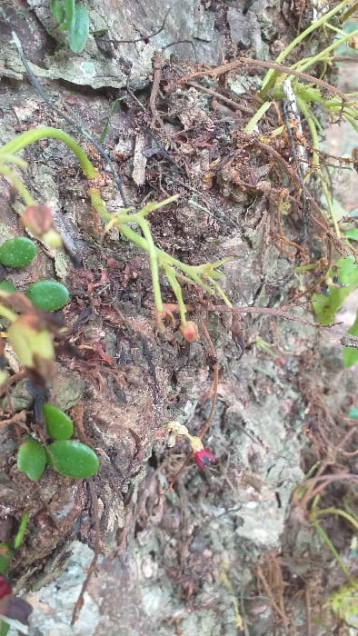 A vertical close-up image captures a detailed section of a tree trunk's bark, situated in Serdang, Indonesia. The bark is rugged and deeply fissured, displaying varied tones of gray, brown, and hints of lighter, possibly lichen-covered, patches. Growing directly from or closely adhering to the bark are numerous small, ovate to rounded green leaves, some with distinct white speckles on their surfaces. Delicate, slender light green stems or vines are observed traversing the bark, from which several small, tear-drop shaped buds or immature fruits, approximately 5-7mm in length and reddish-brown, are suspended. Towards the lower-middle section of the frame, one small, mature flower or developing fruit is visible, characterized by a deep red base and a lighter, more elongated tip. Integrated within the textured bark and around the living plant matter are strands of dried, brown, fibrous material, appearing to be dead roots, twigs, or decomposed organic debris. The scene is static, depicting a natural botanical detail. No human subjects, animals, or human-made objects are present.
