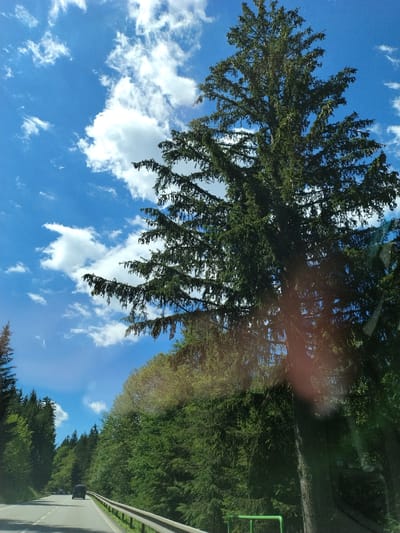 An image captured from a vehicle traveling on a paved road through a dense forest. The road has white lane markings and a metal guardrail on the right. Tall evergreen trees line both sides of the road, with a particularly large tree dominating the right side of the frame, its branches reaching towards a bright blue sky dotted with white, fluffy clouds. A dark-colored SUV is visible on the road ahead, moving in the same direction. The scene is consistent with a scenic drive on a highway or a rural road in a forested area, potentially in the city of Vimperk, Czechia, given its known forest-covered surroundings.