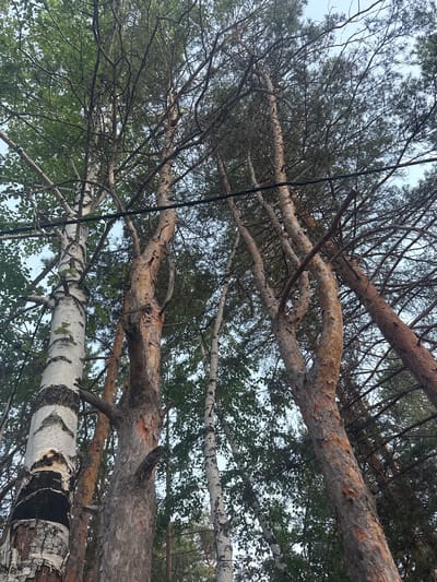 The image presents an upward-looking view into a dense forest canopy, with prominent tree trunks and branches filling the frame. The scene is set in Zerendi, Kazakhstan.
Two main types of trees are clearly visible: several pine trees and at least two birch trees. The pine trees feature thick, textured bark in shades of brown and gray, with some sections appearing flaky or peeling. Their branches, some devoid of needles and others densely packed with dark green pine needles, stretch across the sky. Intertwined with the pines are birch trees, instantly recognizable by their distinctive white bark with prominent black markings and peeling layers. These birch trees also display some green leaves, indicating they are in a growing season.
A thin, black cable or wire runs vertically through the left side of the image, extending from the bottom towards the top, suggesting a man-made element within the natural forest environment. The sky, visible through the gaps in the foliage, is overcast and a soft, diffused gray, indicating a cloudy daytime.
No people or animals are present, and no specific activity is taking place; the image captures a static natural landscape. The mixture of coniferous pine trees and deciduous birch trees is characteristic of temperate forest regions. There is no visible text in the image.