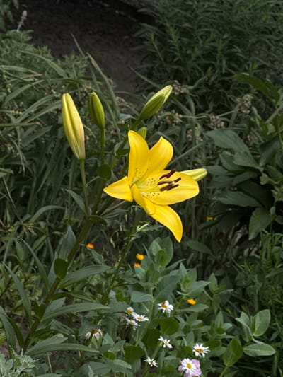 A close-up, vertical shot captures a vibrant yellow lily in full bloom, its petals unfurling against a backdrop of lush green foliage. The lily's stamens are a deep reddish-brown, contrasting with the bright yellow of its petals. Two closed lily buds, a lighter shade of yellow-green, stand beside it, hinting at future blooms. The surrounding vegetation is dense and varied, with some leaves appearing broad and others more slender and grass-like. Scattered among the green are smaller, white daisy-like flowers, and a few small orange flowers add pops of color. The scene appears to be a natural garden setting, possibly in Staryi Aidar, Ukraine, given the context. The lighting suggests it is daytime, with the focus sharp on the lily and its immediate surroundings, while the background is softer and slightly blurred.